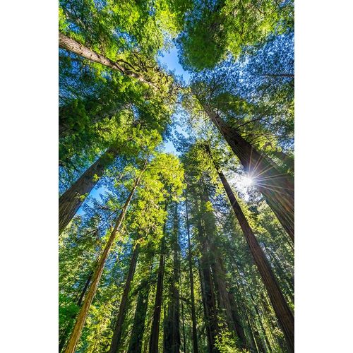 Sun shining through towering tree-Redwoods National Park-Newton B Drury Drive-Crescent City